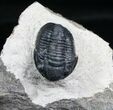 Gerastos Trilobite - FossilEracom Facebook Giveaway #4134-3